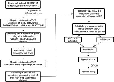 Risk prediction model construction for post myocardial infarction heart failure by blood immune B cells